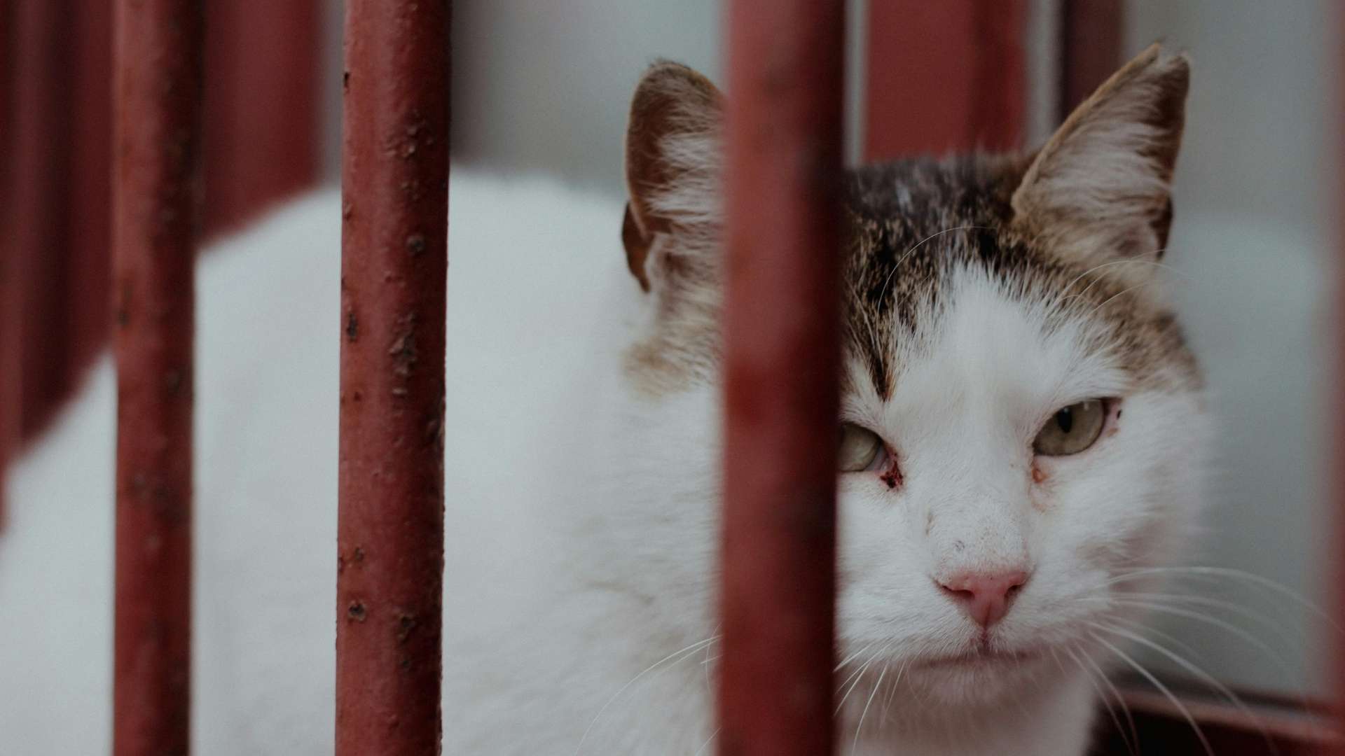 gatito triste